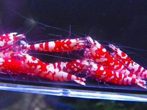Golden-shrimp　　タイガービー（太極）デカ血統♂3、♀7　10匹ブリードセット　発送日は金土日のみ