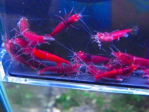 Golden-shrimp red diamond Golden I 20 pcs breeding set shipping day is gold Saturday and Sunday only 