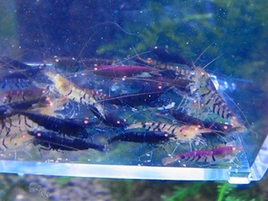 Golden-shrimp　　メチャ殖えるゴールデンアイ40匹繁殖セット　発送日は金土日のみ