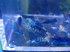 Golden-shrimp Bluetiger Golden-Eye20 pcs breeding set shipping day is gold Saturday and Sunday only 