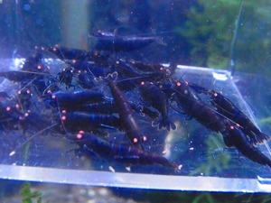 Golden-shrimp　　ブラックダイヤゴールデンアイ♀多め30匹超繁殖セット　発送日は金土日のみ