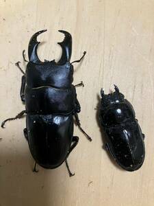 WF2toknosima common ta stag beetle same . pair 