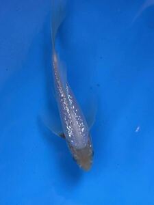  colored carp this year hi Rena ga colored carp long fins! super rare! silver . snow . yellow 16.