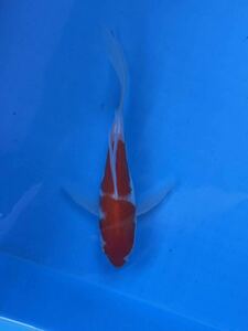  colored carp this year hi Rena ga colored carp long fins! super rare! Short body . white 15.