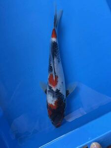 錦鯉　当歳　最強昭和シリーズ！　上野養魚場産　墨の入り最高！　昭和三色　28.5㎝