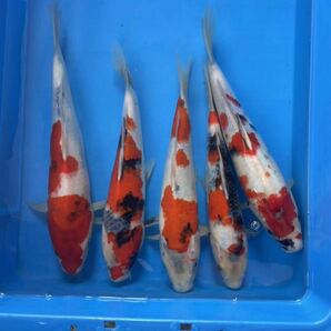 同梱不可 錦鯉 当歳 上野養魚場産 昭和三色 5匹セット 28㎝〜32㎝ No.②の画像2