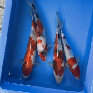 同梱不可 錦鯉 当歳 上野養魚場産 昭和三色 4匹セット 27㎝〜32㎝ No.③の画像6