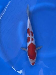 錦鯉　ジャンボ当歳　上野養魚場産　三段模様　紅白　33㎝強　3匹まで同梱可