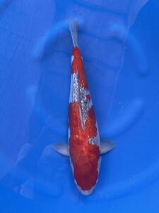  colored carp 2 -years old silver .. color 45. female 2 pcs including in a package possible 
