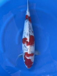  colored carp 3 -years old highest. three step pattern . bottom . position eminent! Taisho three color 64. female including in a package un- possible 