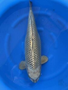  colored carp 5 -years old highest Class. person * surface * fish!! finest quality! gold helmet 74. female including in a package un- possible 