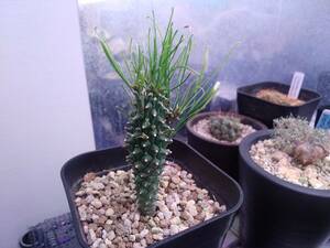 魔女の簪　Euphorbia・filiflora（ユーフォルビア・フィリフローラ）実生