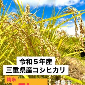 令和5年収穫　三重県産コシヒカリ 5kg 精米（白米）産地・農家直送