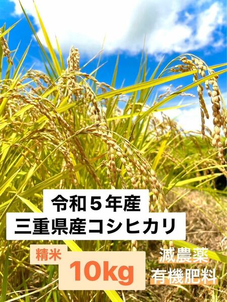 令和5年収穫　三重県産コシヒカリ 10kg 精米（白米）　産地・農家直送