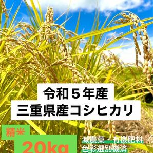 令和5年収穫　三重県産コシヒカリ 20kg 精米（白米）　産地・農家直送