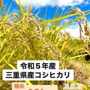 令和5年収穫　三重県産コシヒカリ 10kg 精米（白米）　産地・農家直送