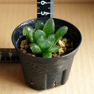 ハオルチア クーペリー ピリフェラ haworthia cooperi v. pilifera 多肉植物 ハオルシア （4）