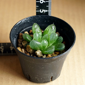 ハオルチア クーペリー ピリフェラ haworthia cooperi v. pilifera 多肉植物 ハオルシア （9）