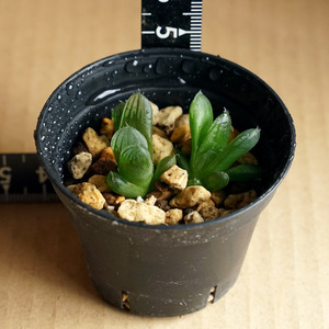 ハオルチア クーペリー ピリフェラ haworthia cooperi v. pilifera 多肉植物 ハオルシア （11）