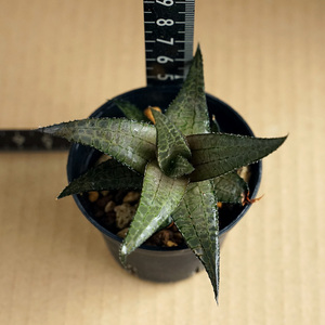 ハオルチア ヴェノーサ ベノーサ haworthia venosa 多肉植物 ハオルシア 竜鱗 （1）