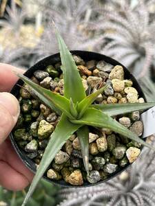 エンコリリウム Encholirium sp. Diamantina #4 MG,Brazil 原種 実生 ④