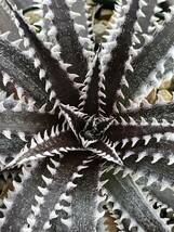 ディッキア Dyckia BBB Bill Baker's hybrid from Bryan Chan US タグ付き_画像4