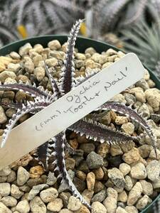 ti Kia Dyckia 'Tooth and Nail' toe s and nails tracking code FMM Bill Baker's hybrid from Bryan Chan original tag attaching 