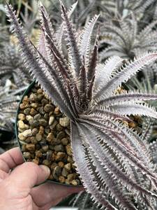 ti Kia Dyckia BSF3 DO35 from Michael*s Bromeliads original tag attaching 