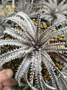 ti Kia Dyckia BSF3 DO33 from Michael*s Bromeliads original tag attaching 