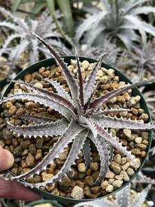 ti Kia Dyckia *Old Geezer* Old gi- The -Richard Kaz's hybrid from Bryan Chan original tag attaching 