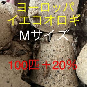 ヨーロッパイエコオロギMサイズ　　100匹＋20％