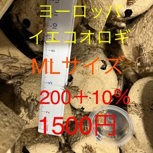 ヨーロッパイエコオロギ MLサイズ200匹＋10％以上