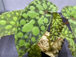 原種ベゴニア Begonia chlorosticta(Green type) 大株