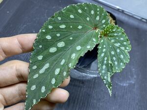 原種ベゴニア Begonia sp. Sinkawang Kalimantan barat [TB便]