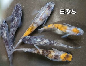 白ブチ　　三色　すみれ　メダカ　有精卵50個+α　めだか