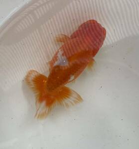 [ golgfish 2 -years old appreciation for male ]