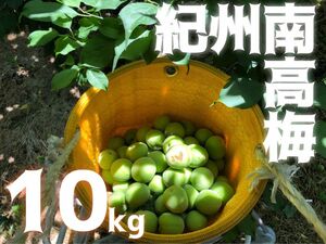 和歌山県産　南高梅　サイズ色々　2級品　家庭用　10kg