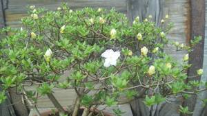 白花八重咲き深山霧島 盆栽素材。@浅間ジオ資源