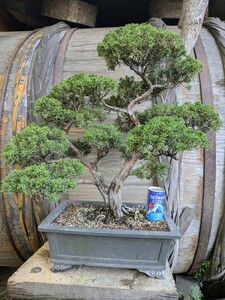 .. genuine Kashiwa bonsai material 