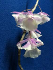デンドロビウム　アフィラム　シャイニングピンク　三弁花