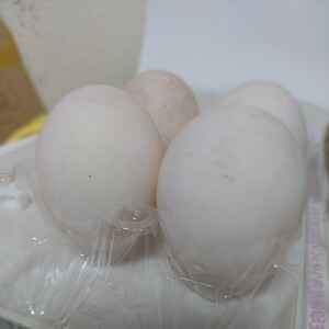  white a Hill meal for have . egg a Hill Duck egg house duck white ② (*∈**)
