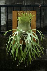 P. Paradox(Mt.lewis×bifurcatum) mount Lewis Mt.Lewisbi full katsum staghorn fern Platycerium 