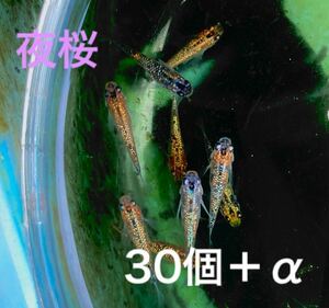 夜桜メダカ　卵30個＋α 割引中