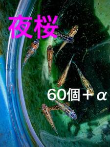 夜桜メダカ　卵60個＋α