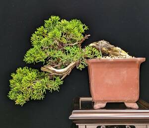 [ bonsai ] genuine Kashiwa 