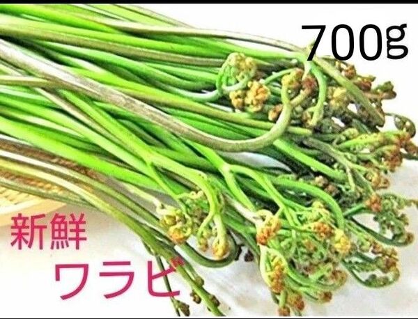 天然わらび とれたて新鮮 山菜 無農薬 ワラビ 蕨 700g