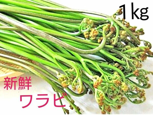 無農薬 天然 新鮮 山菜 とれたて 蕨 わらび 蕨 1㎏ 