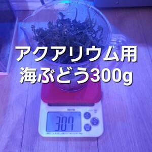 送料込み　アクアリウム用　海ぶどう　300g