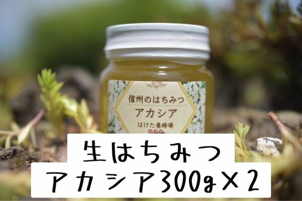 アカシア 生はちみつ 300g×2本 国産　蜂蜜 【生産者直送】