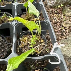 【5】スミレ　苗　花壇　プランター　すみれ　地植え　昆虫　餌